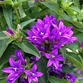 Campanula Genti Blue