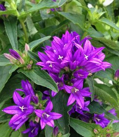 Campanula Genti Blue