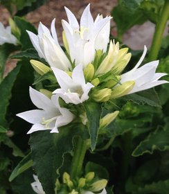 Campanula Genti White