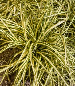 Carex Evergold