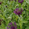 Centaurea Amethyst Dream