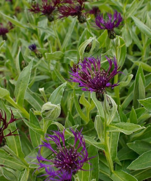 Centaurea Amethyst Dream