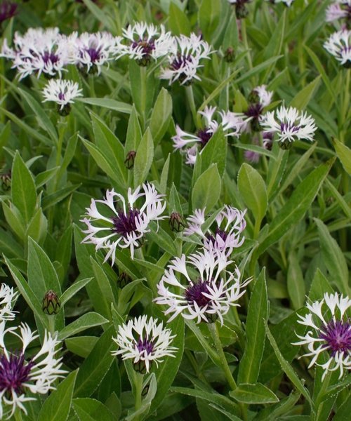 Centaurea Amethyst in Snow