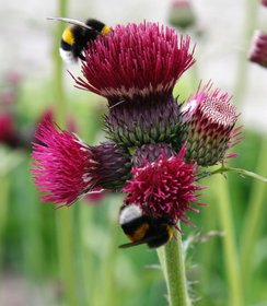 Cirsium Atropurpureum