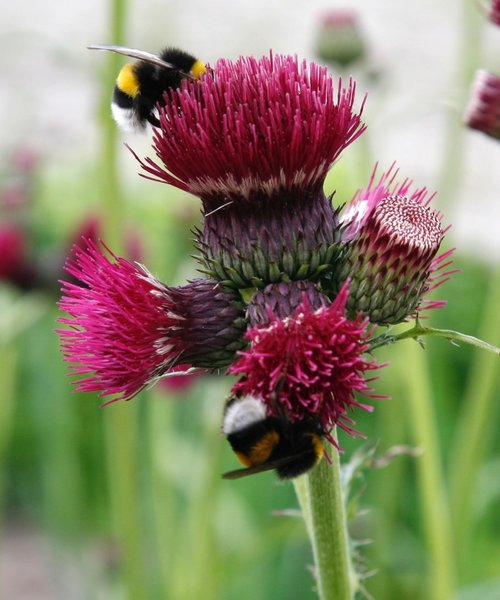 Cirsium Atropurpureum