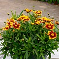 Coreopsis Little Bang Coreopsis Little Bang Daybreak