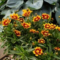 Coreopsis Little Bang Coreopsis Little Bang Daybreak