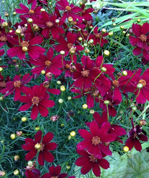 Coreopsis Red Satin