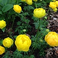 Trollius Lemon Queen