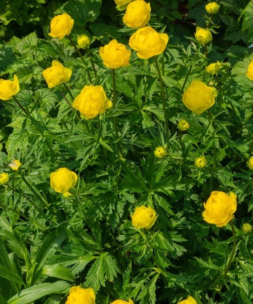 Trollius Lemon Queen