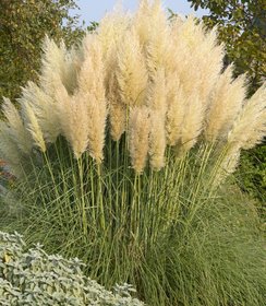 Cortaderia Pumila