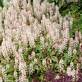 Tiarella Sugar & Spice