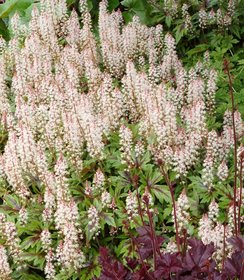 Tiarella Sugar & Spice