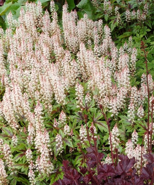 Tiarella Sugar & Spice