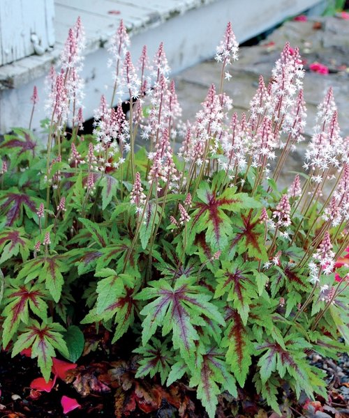 Tiarella Sugar & Spice