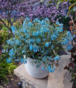 Corydalis Porcelain Blue