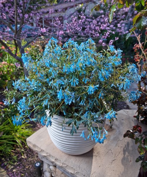 Corydalis Porcelain Blue