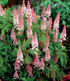 Tiarella Pink Skyrocket