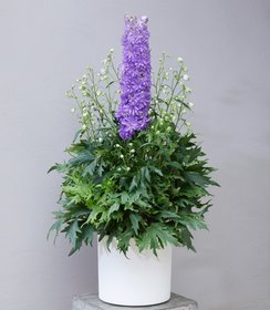 Delphinium Kettle