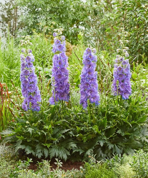 Delphinium Delgenius Delphinium Delgenius™ Shelby