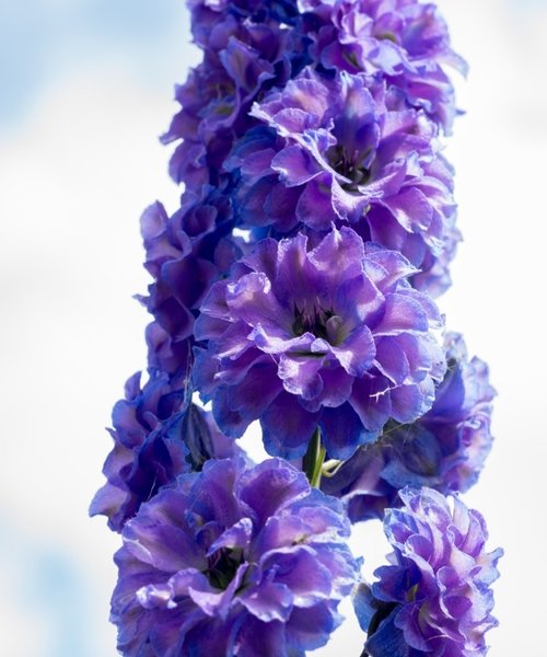 Delphinium Highlander Delphinium Highlander Bolero