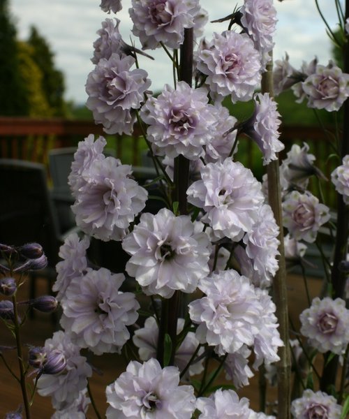 Delphinium Highlander Delphinium Highlander Cha Cha