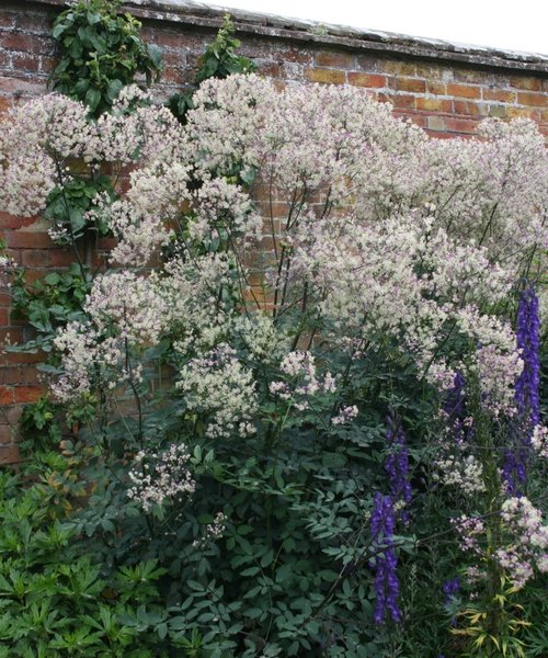 Thalictrum Elin