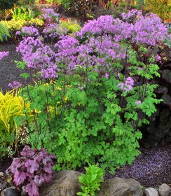 Thalictrum Black Stockings