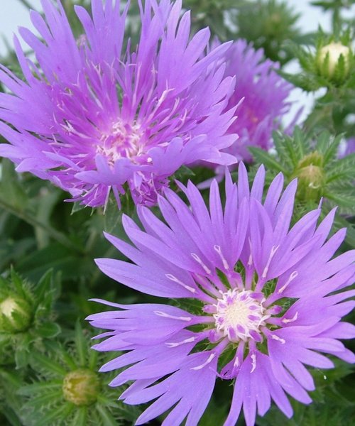 Stokesia Mel's Blue