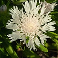 Stokesia Divinity