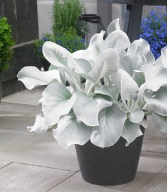 Senecio Angel Wings