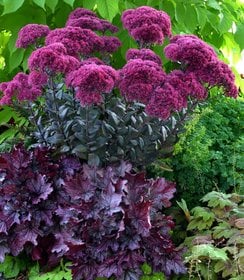 Sedum Thunderhead