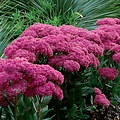 Sedum Mr. Goodbud