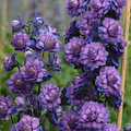 Delphinium Highlander Delphinium Highlander Sweet Sensation