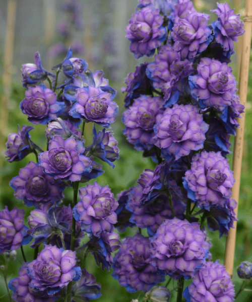 Delphinium Highlander Sweet Sensation