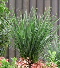 Dianella Coolvista