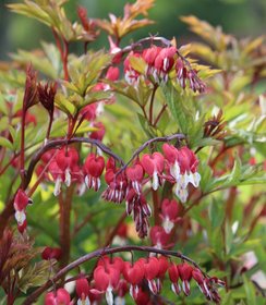 Dicentra Valentine