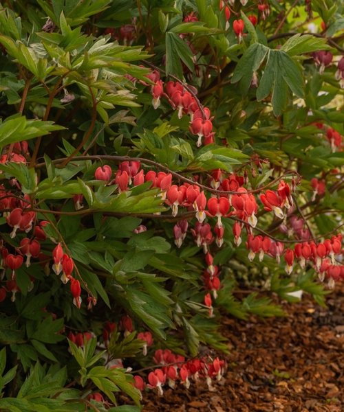 Dicentra Valentine