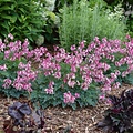 Dicentra Pink Diamonds