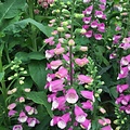 Digitalis Lucas Digitalis Lucas ™ Pink