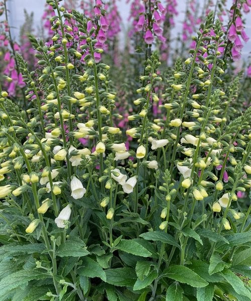 Digitalis Lucas Digitalis Lucas ™ White