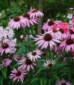 Echinacea August Koningin