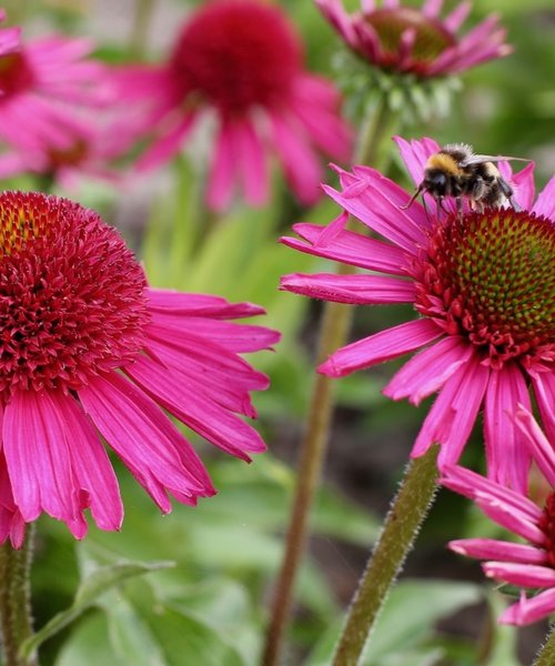 Echinacea Delicious Candy