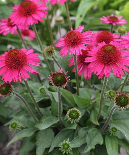 Echinacea Delicious Candy