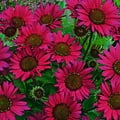 Echinacea Fatal Attraction