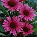 Echinacea Fatal Attraction