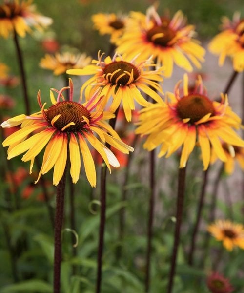 Echinacea Funky Yellow