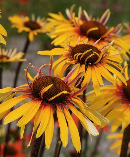 Echinacea Funky Yellow