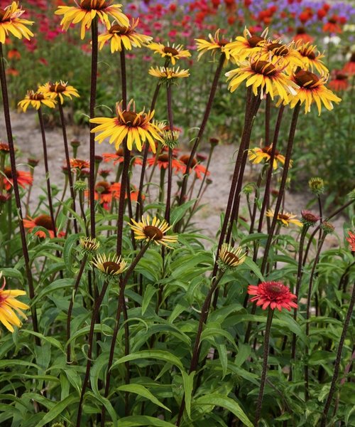 Echinacea Funky Yellow