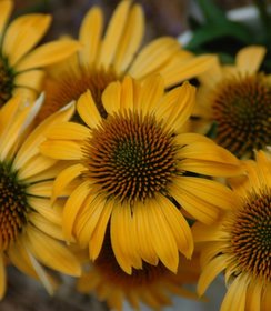 Echinacea Harvest Moon